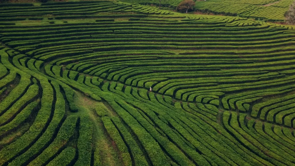 Gorreana Tea plantation