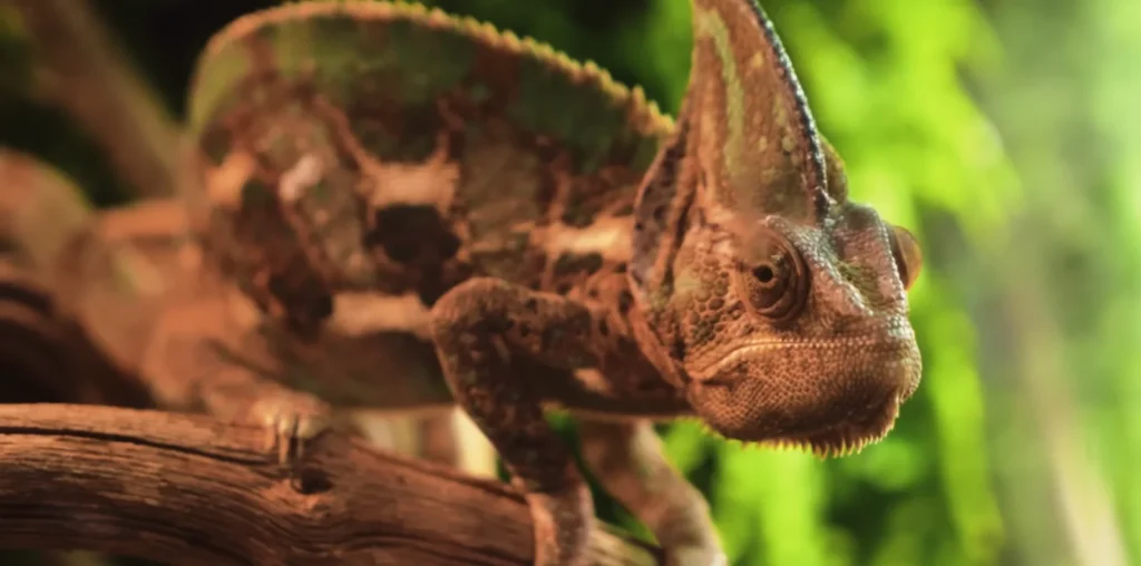 Isalo National Park wildlife