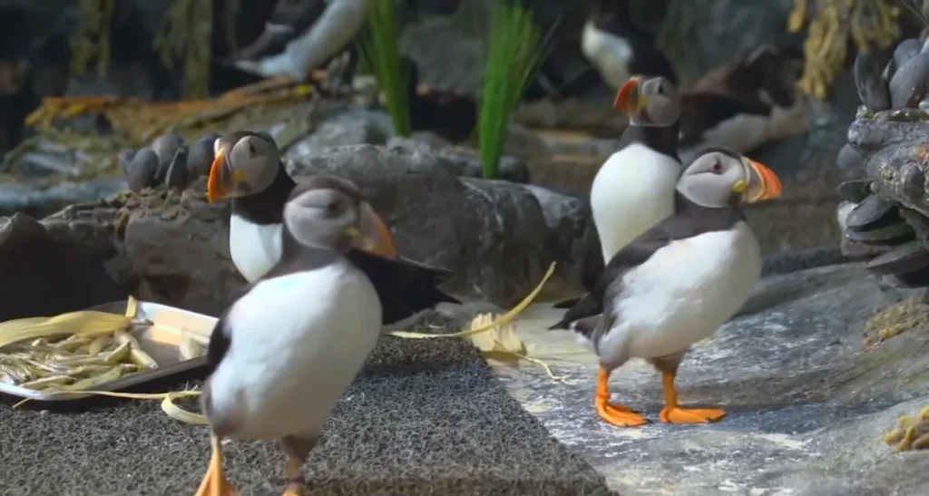 Oceanografic Valencia 2