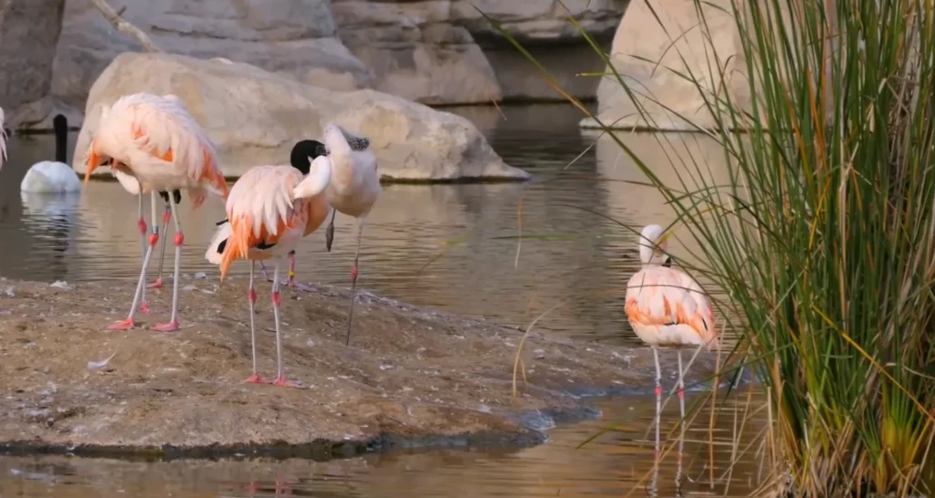 Oceanografic Valencia 4