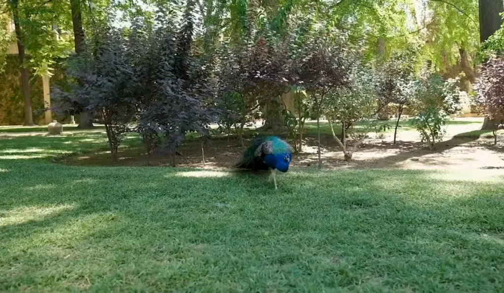 Real alcazar of seville 2