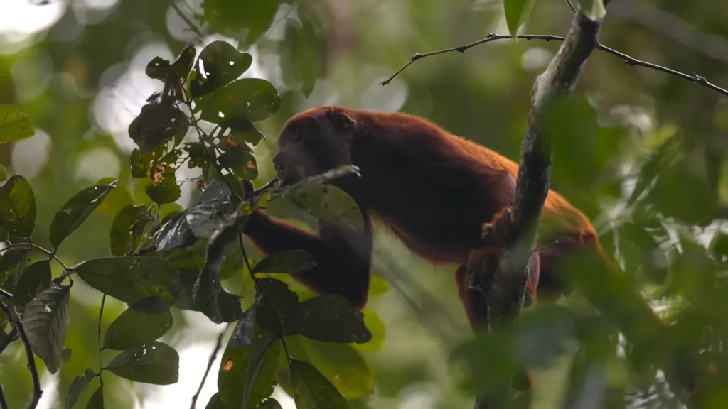 Red howleer monkeys