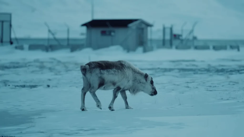 Svalbard wildlife