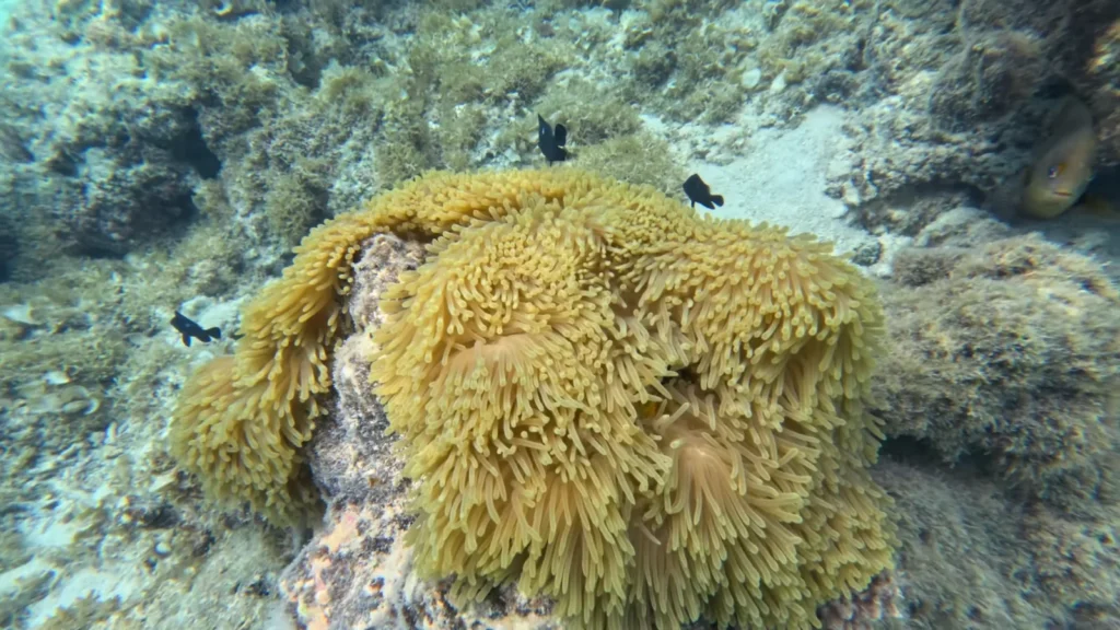 Taahiamanu beach marien life 1