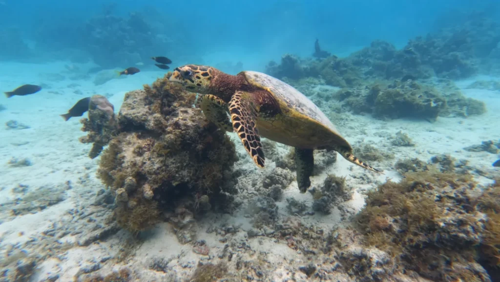 Taahiamanu beach marien life
