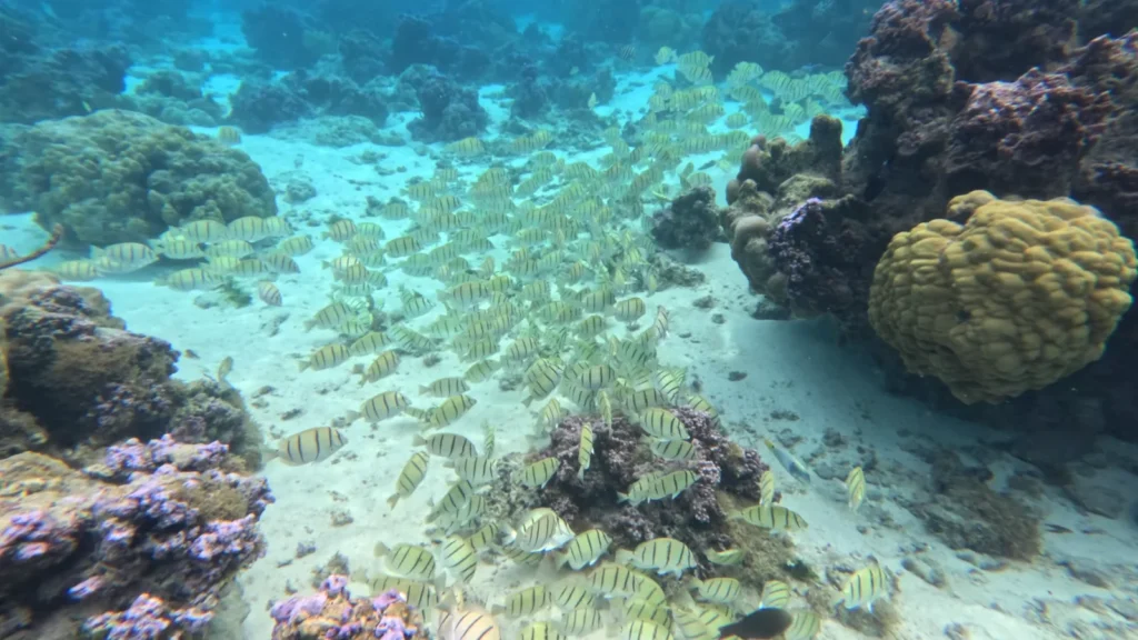 Temae beach marien life 1