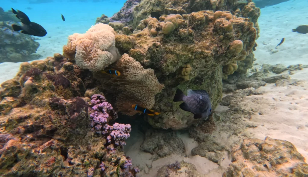 Temae beach marien life