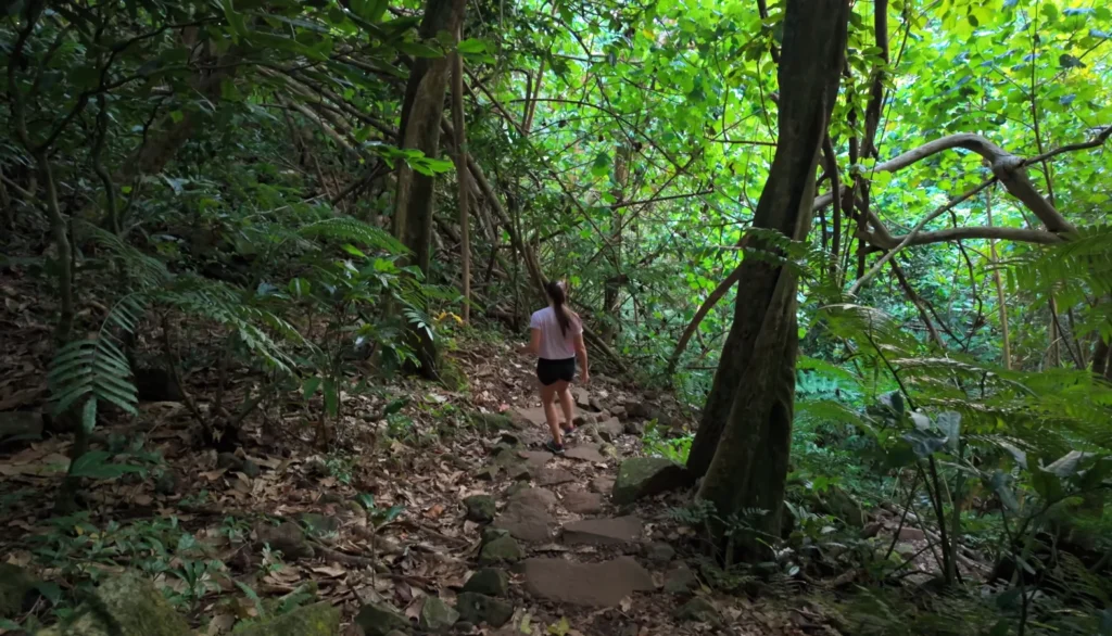 belvedere lookout hiking