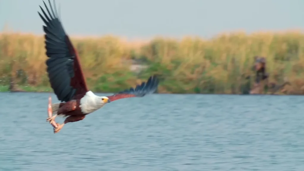 fish eagle on lake tana