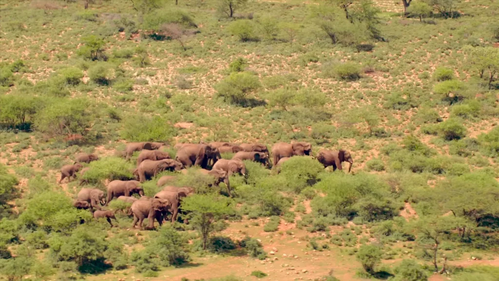 rift valley elephants