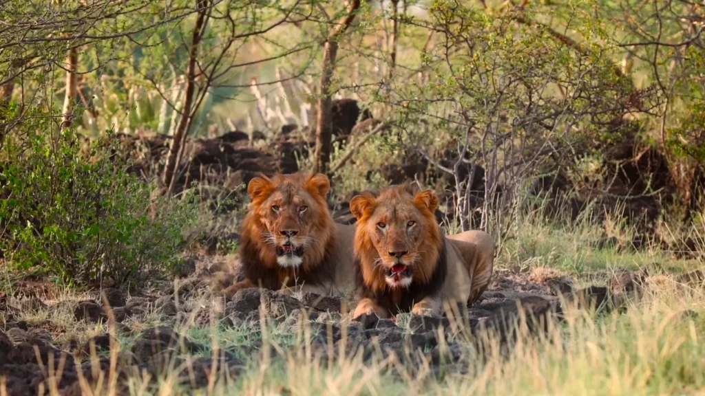 rift valley lions