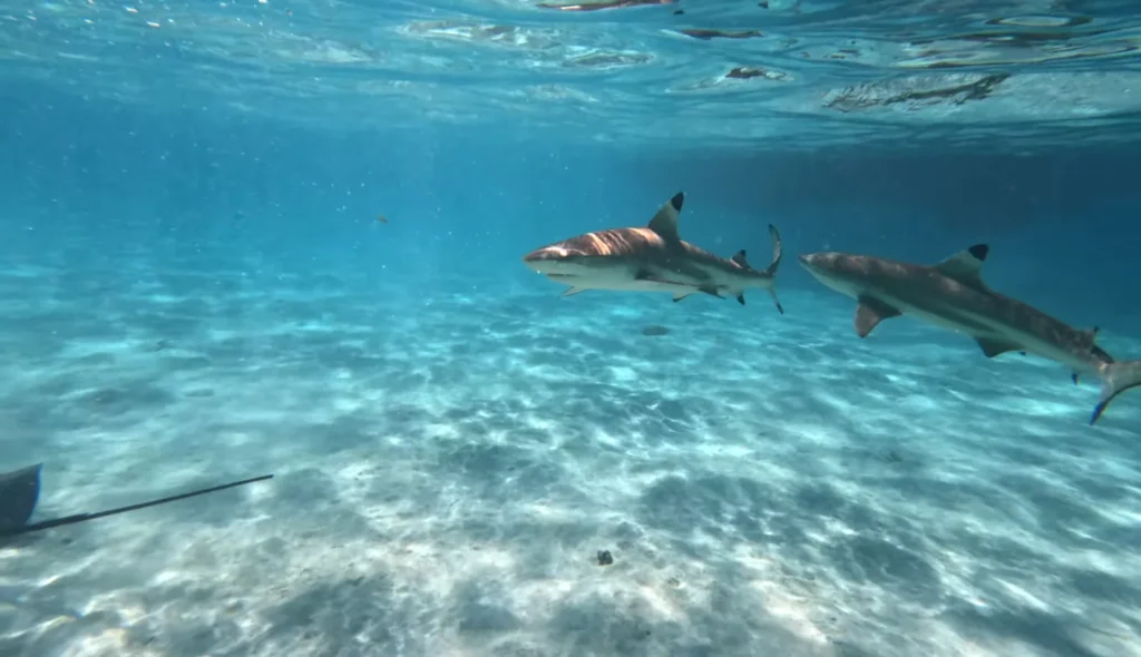 sandbar sharks