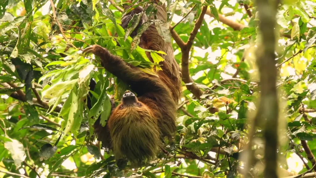 sloth hanging from tree
