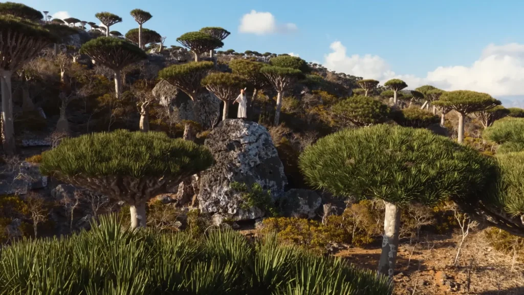 Dragon blood tree forest