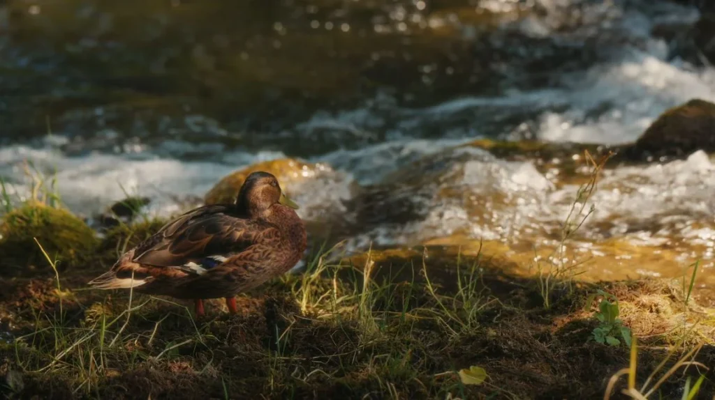Duck by the waterfalls