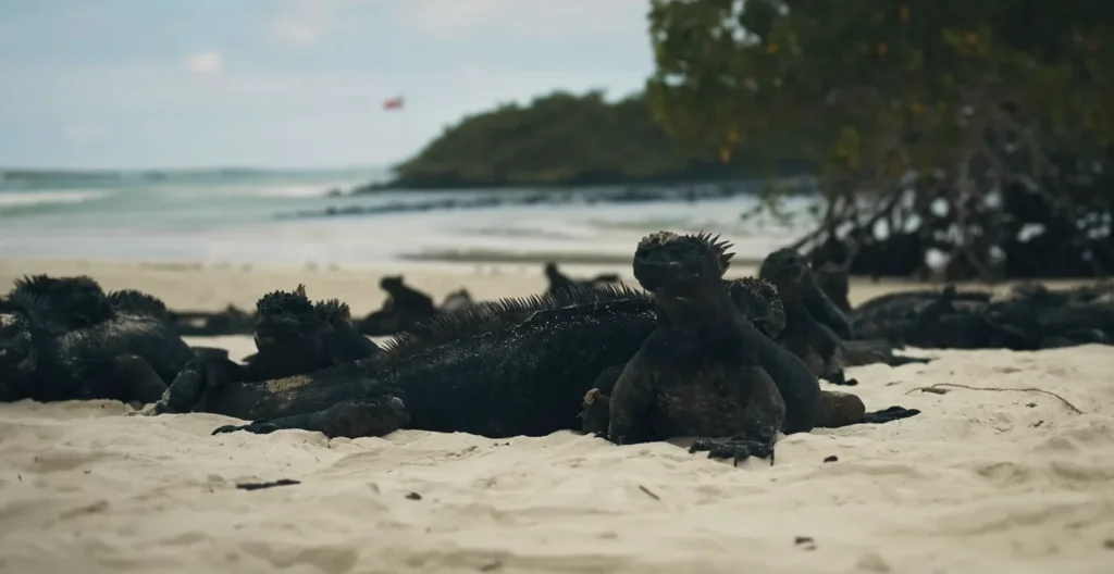 Iguanas at tortuga bay