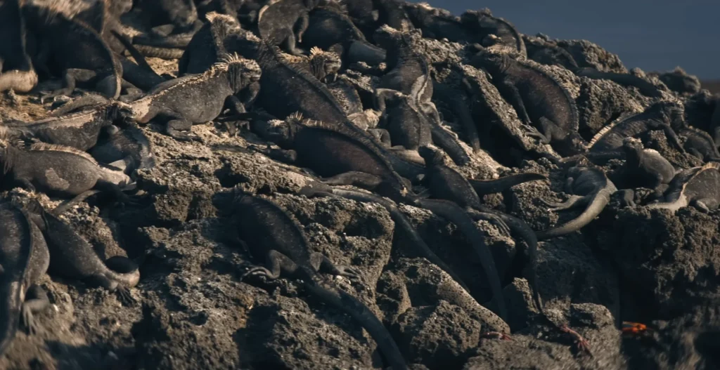 Iguanas of Fernandian Island