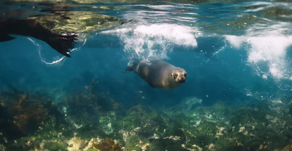 Sea lions of Fernandian Island