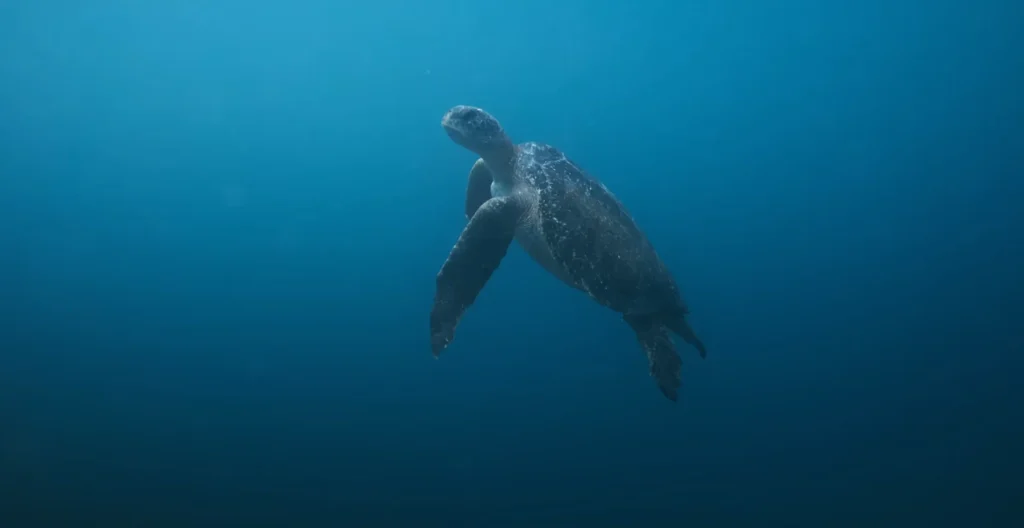 Sea turtle