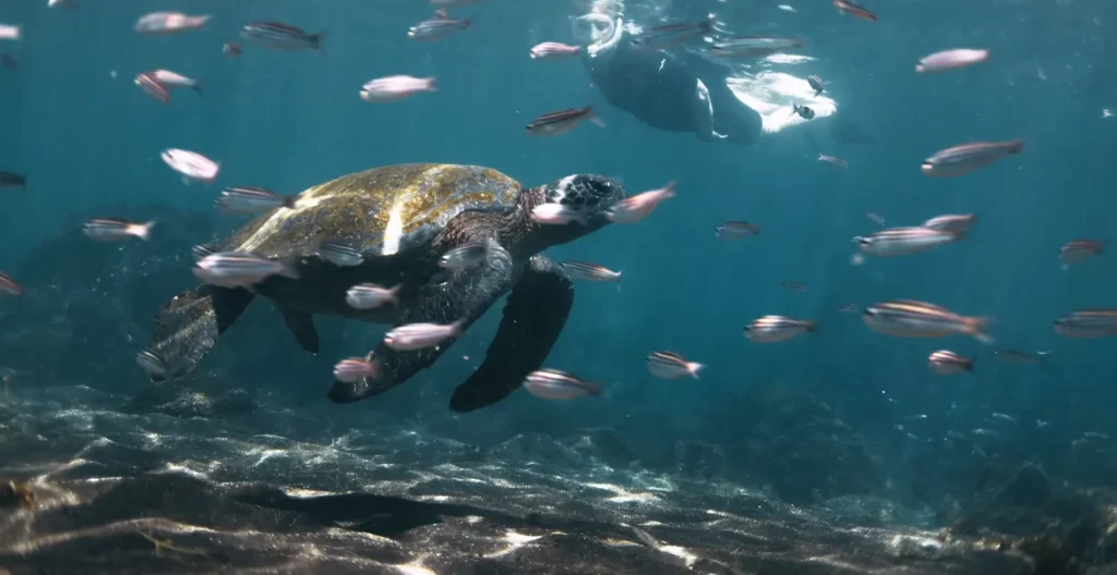 Swiming with penguins and tertles in isabella Isaland