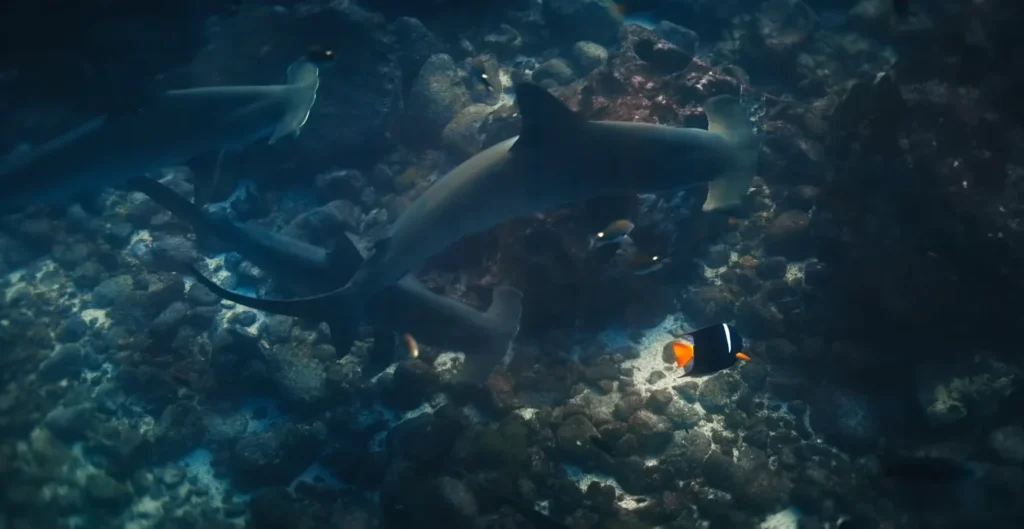 diving Hammerhead sharks