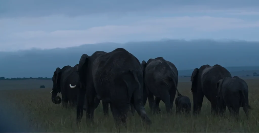 African giant elephants