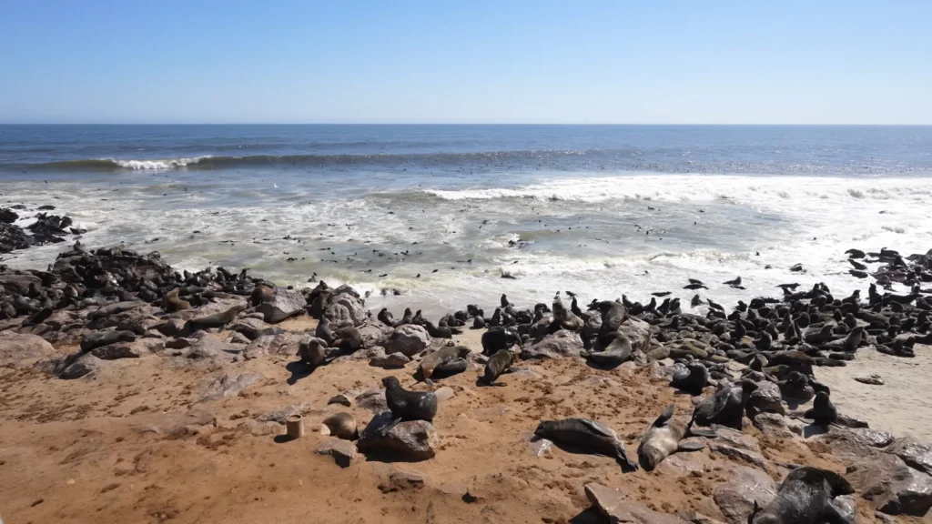 Cape Cross Seal Reserve
