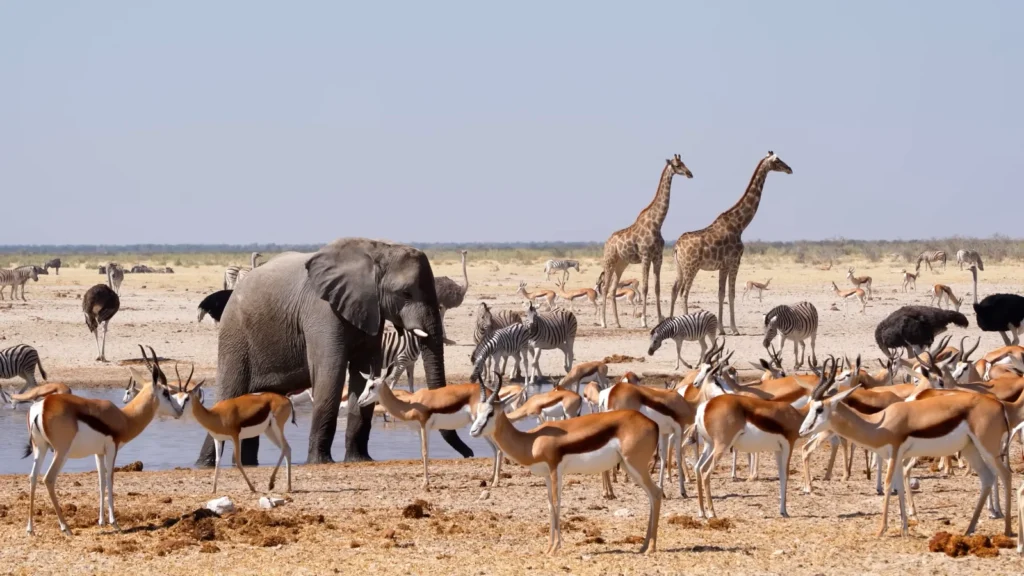 Etosha Natioal park 1
