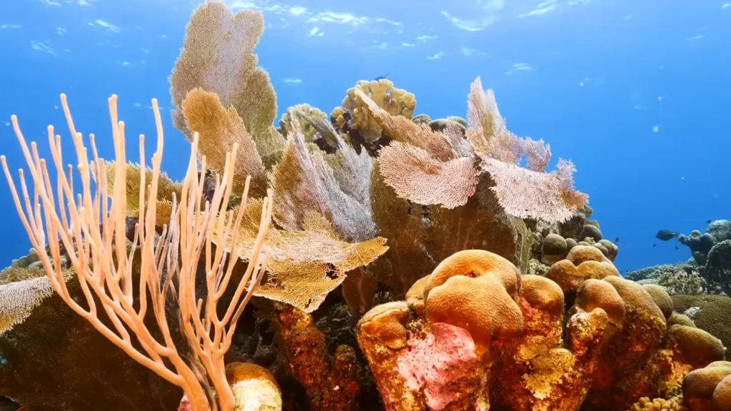 Great Barrier Reef 1