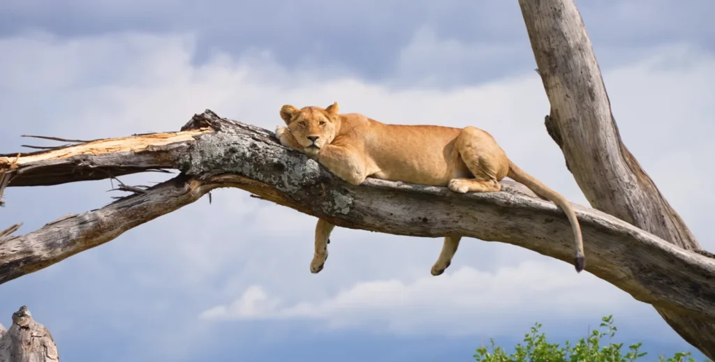 Lake Manyara National Park 1