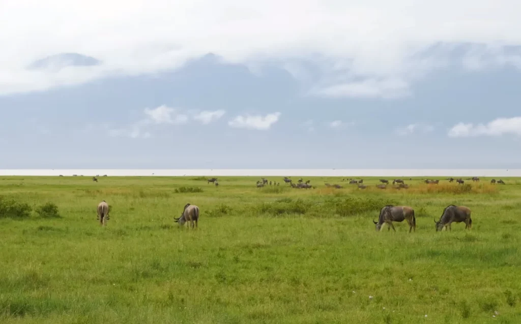 Lake Manyara National Park