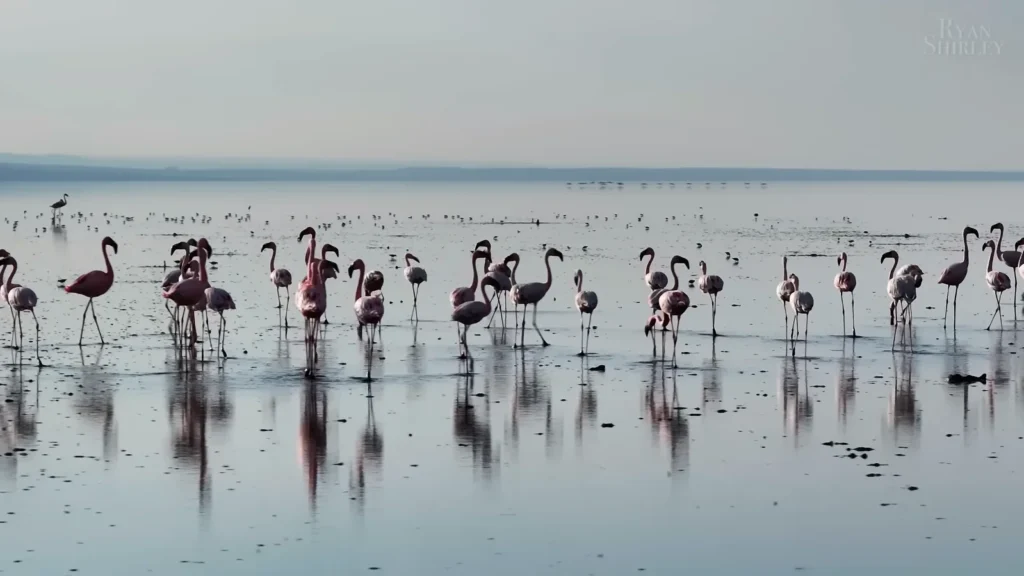 Lake Natron Flamingos 1