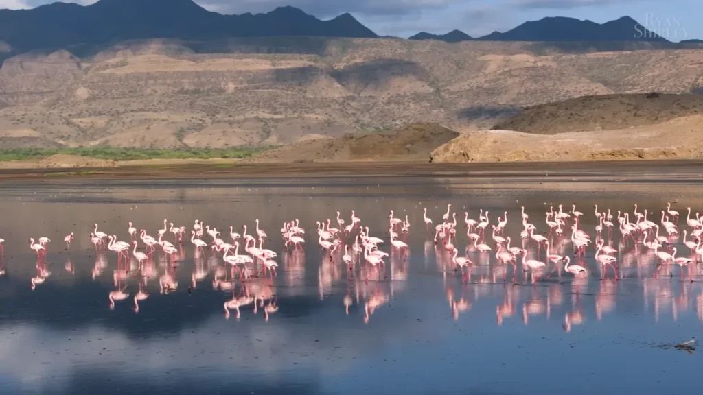 Lake Natron Flamingos