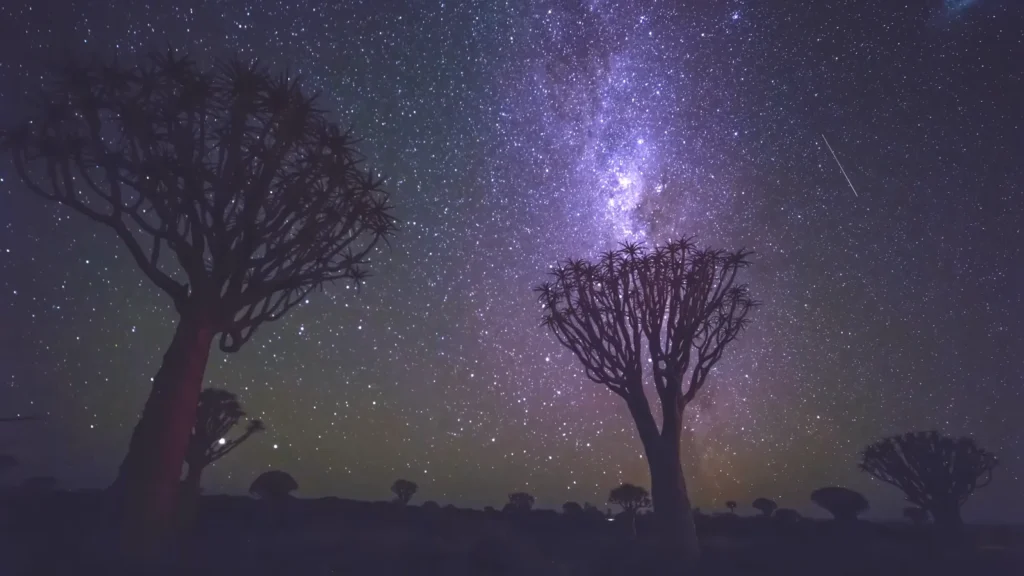 Quiver Tree Forest 1