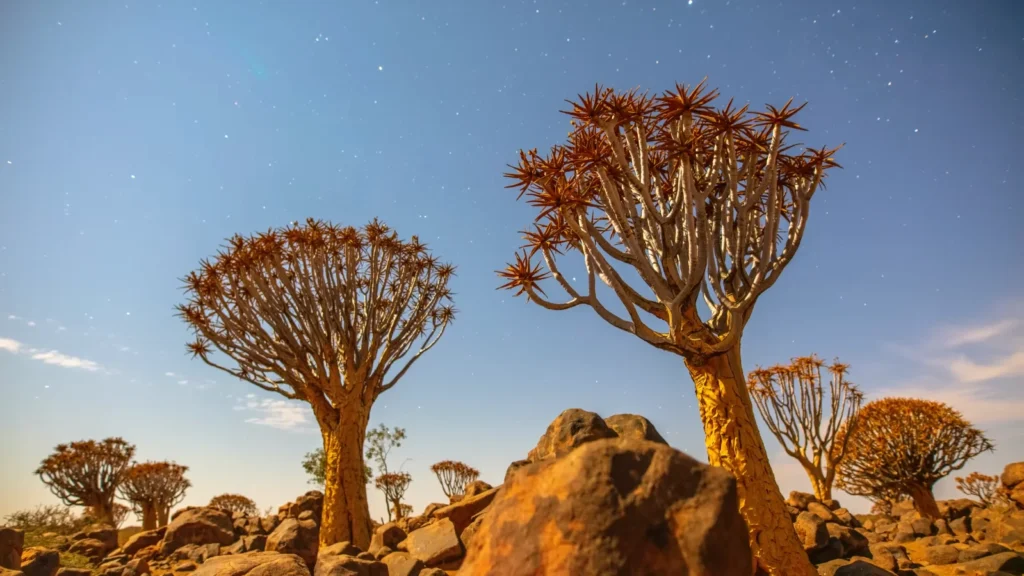 Quiver Tree Forest