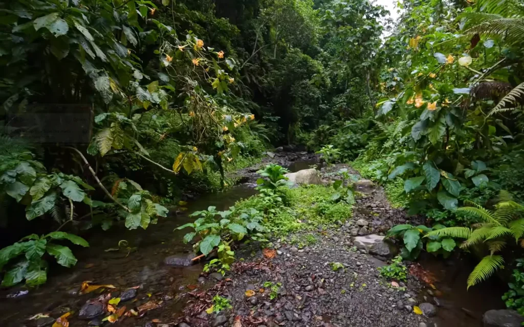 Walking through Napuru jungle