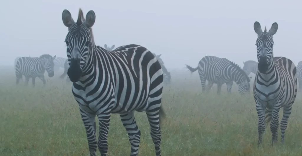 Zebraz
